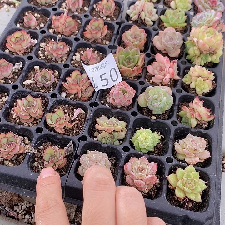 150 多肉植物盆栽植物