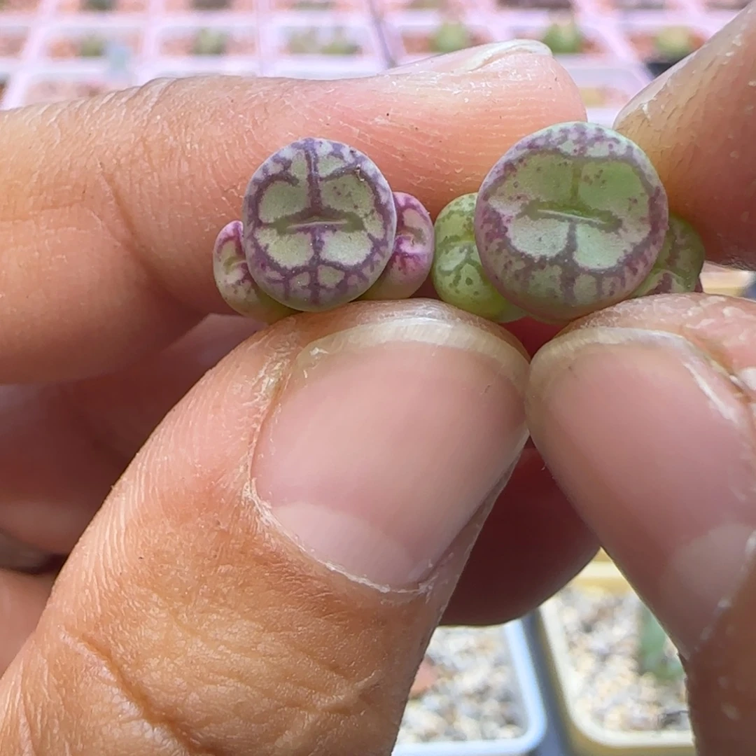 八重猴脸实生多肉植物