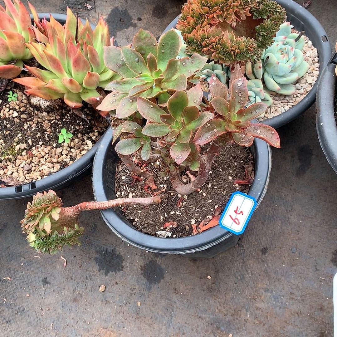 65糖果一物一拍多肉