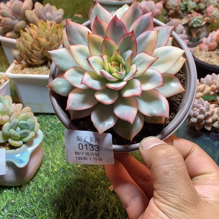 0133啊啊啊啊啊啊啊啊啊