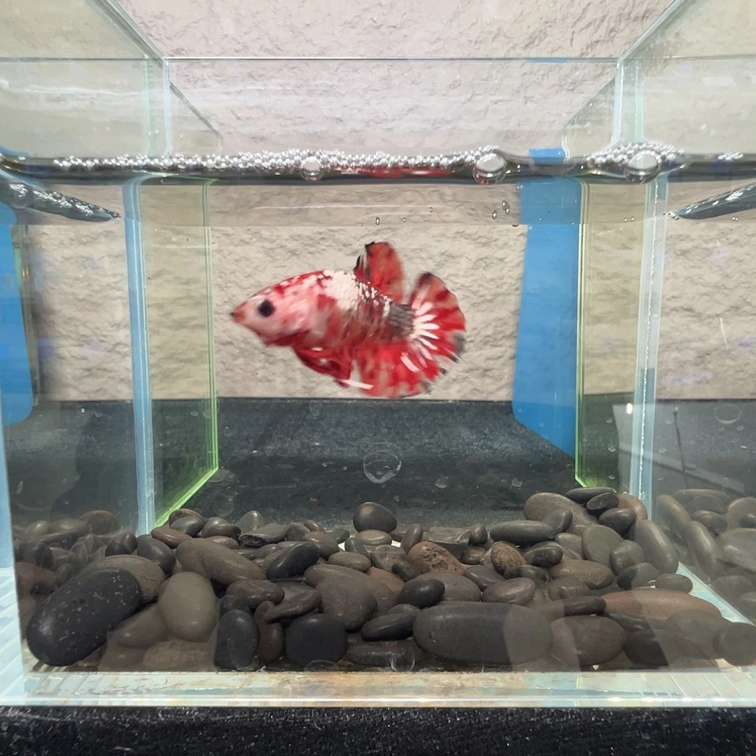 斗鱼阿浩泰斗10日83