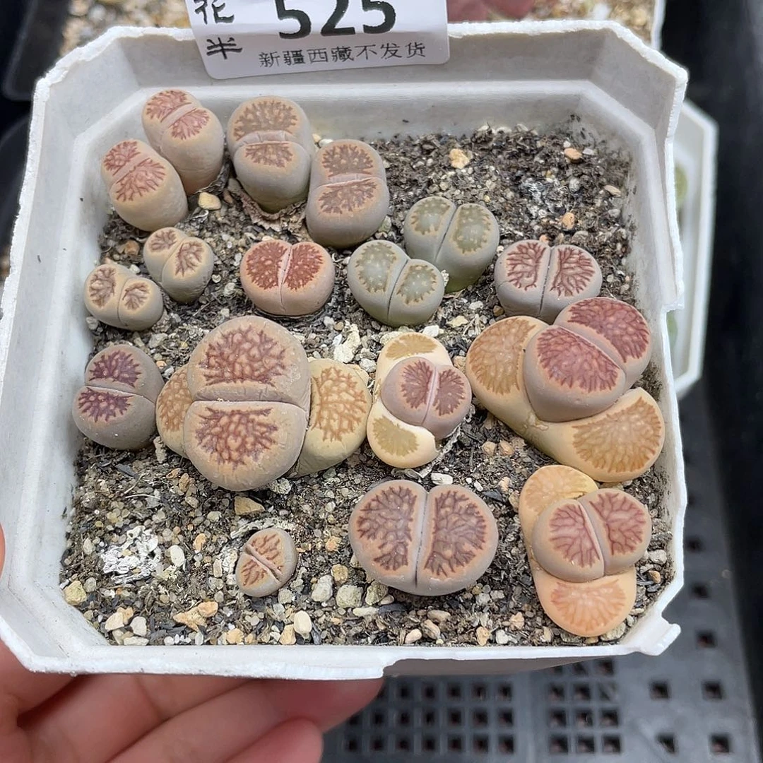 5250000花花花花花花花