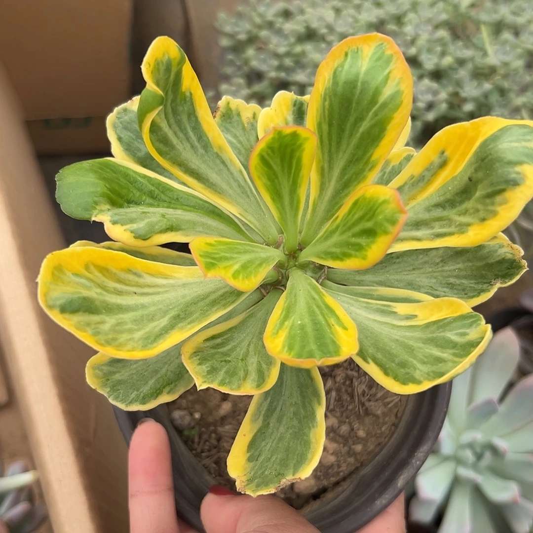 多肉植物多肉植物