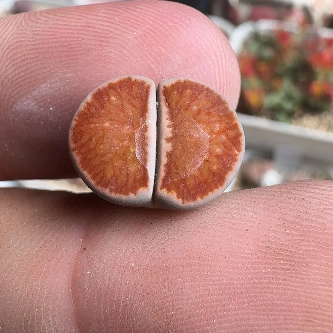 开****D299多肉菊多肉偏小