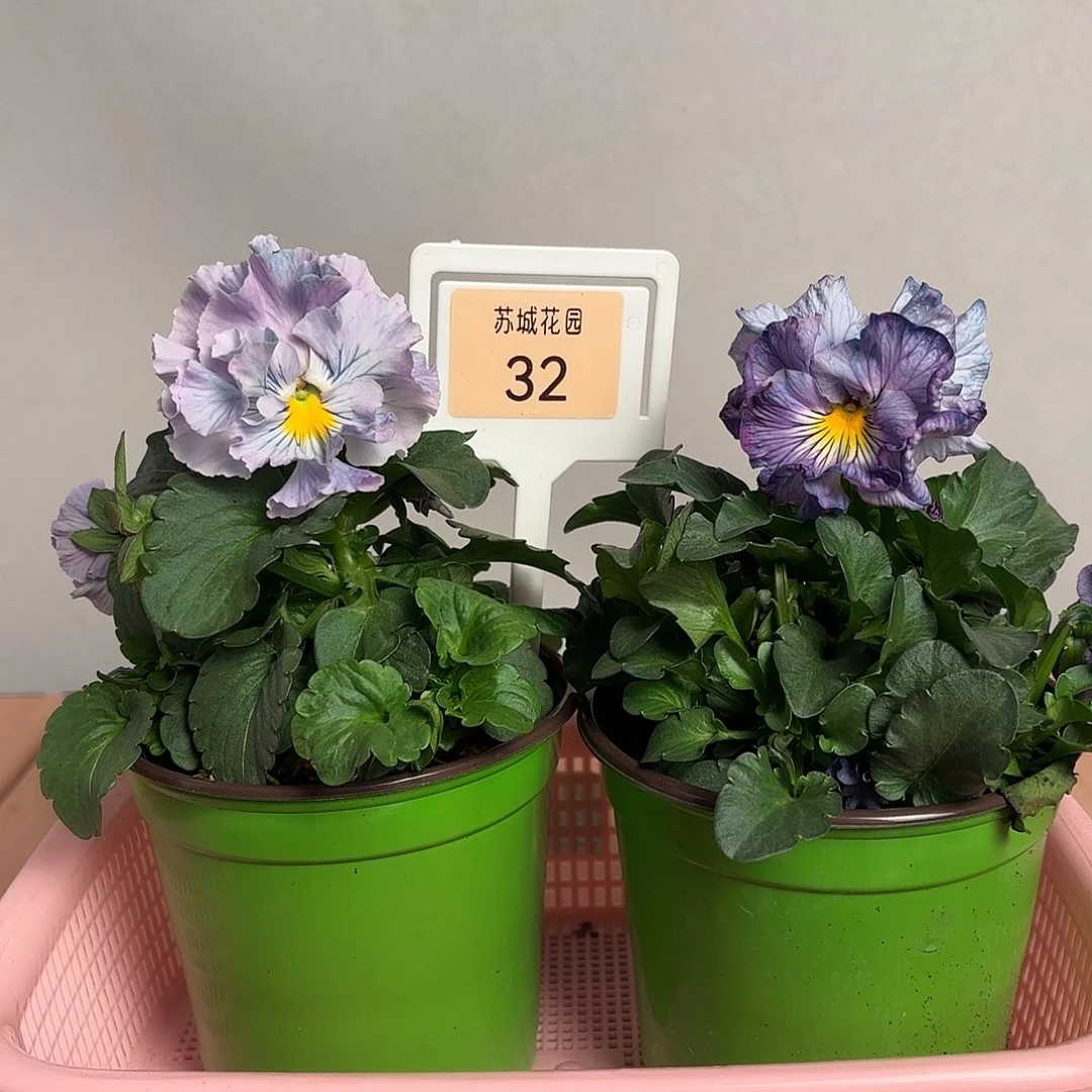 大部分开放少量花苞32