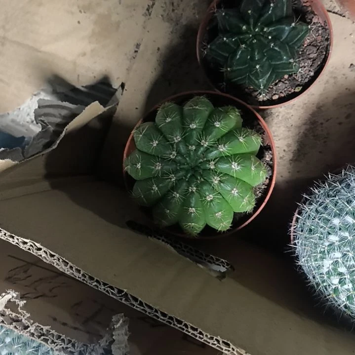 花花世界迷人眼的球球好