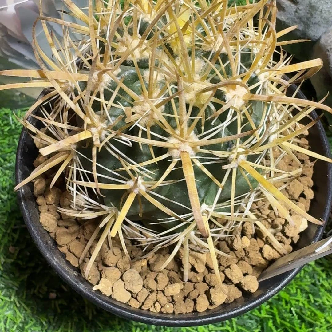 熊***子直播间，熊孩子哥哥，主播赛