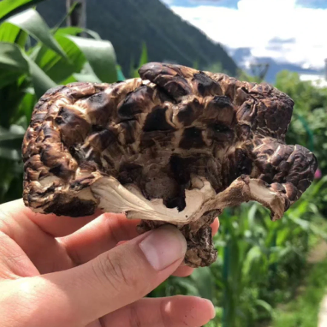 西藏林芝黑虎掌菌干货自然晒干香味浓郁