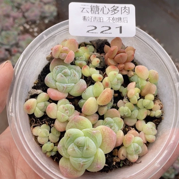 云糖心多肉植物221