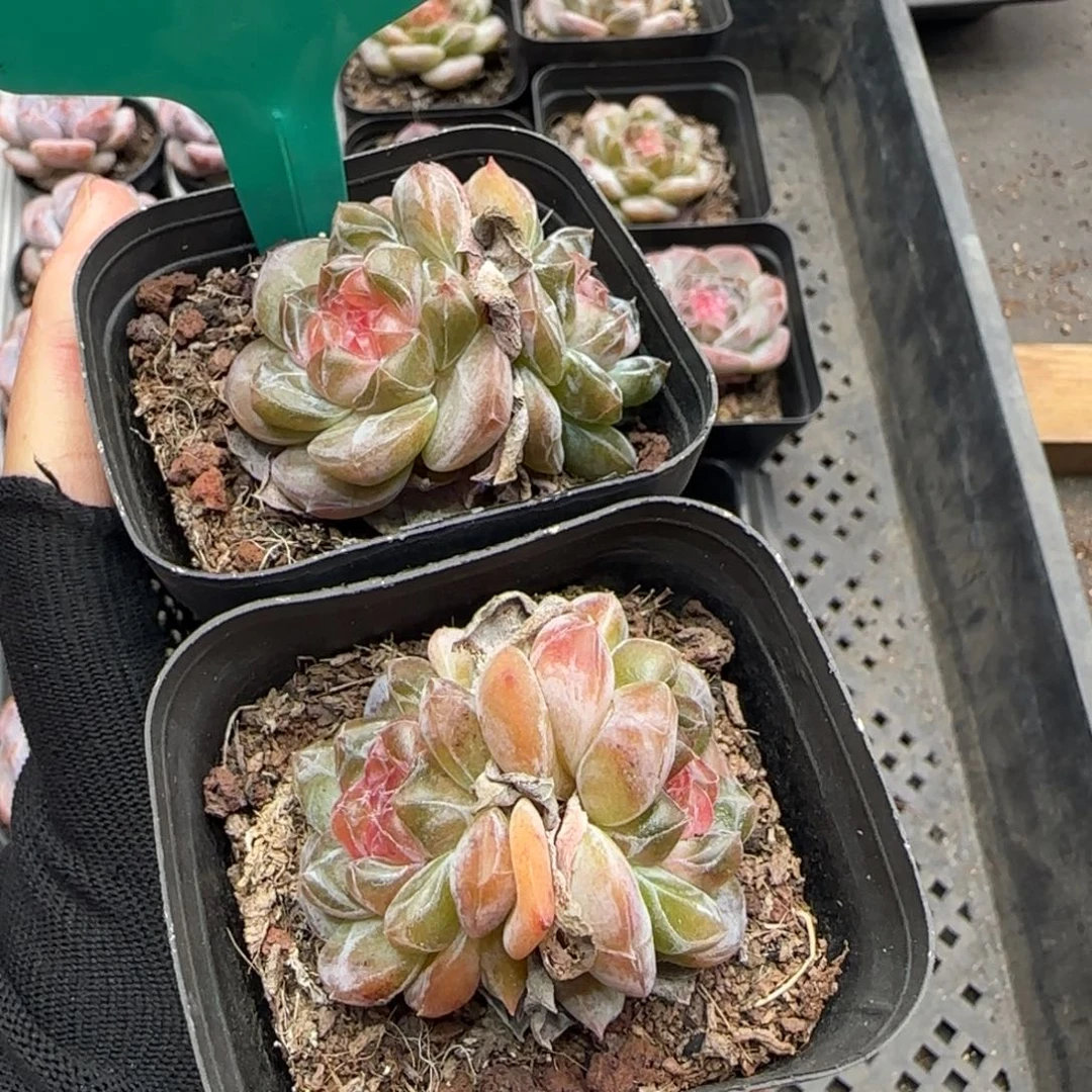 114哈哈哈哈哈哈哈哈哈