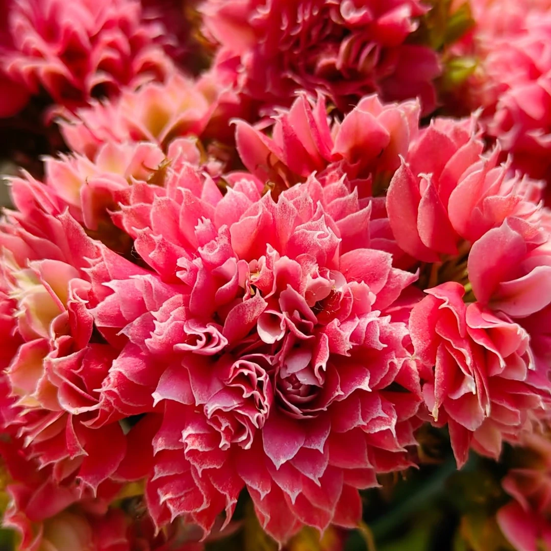 （红莲花神110盆）基地直发一代长寿  稀有大花品种  室内懒人花