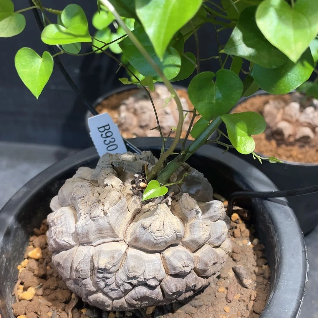 930号龟甲龙8.3公分