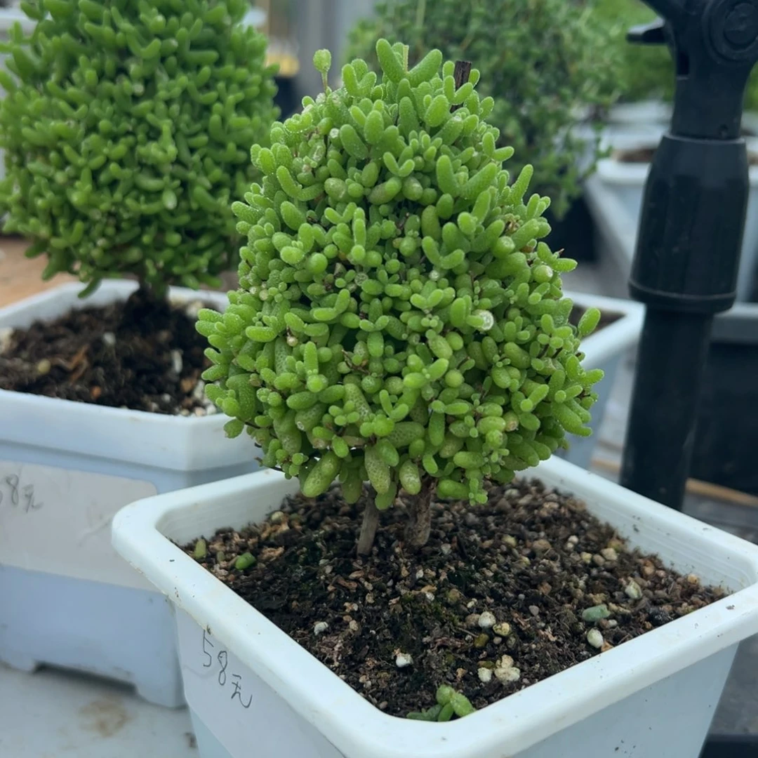 圣诞树蜜橘带盆带土发