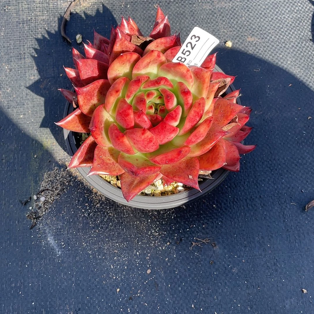 若如东云单拍B523