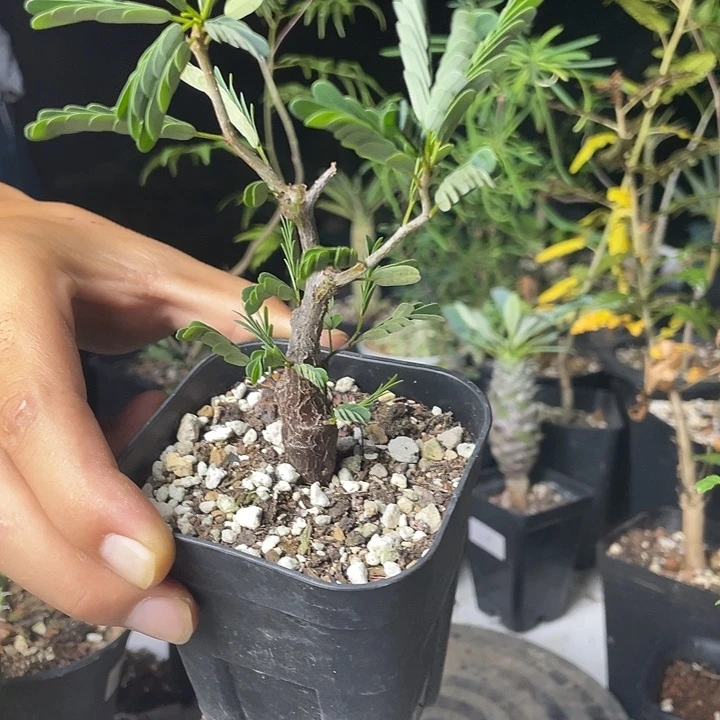 小***h沙漠苏木随单多肉植物