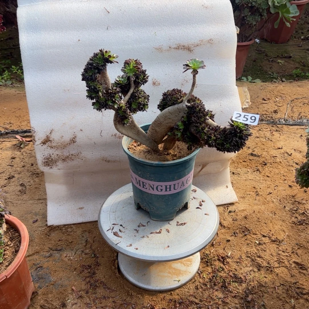 彩***茶黑发朵朵缀259宽高30随单发