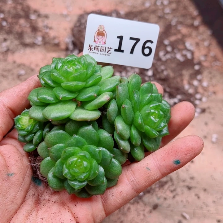多肉植物多肉植物