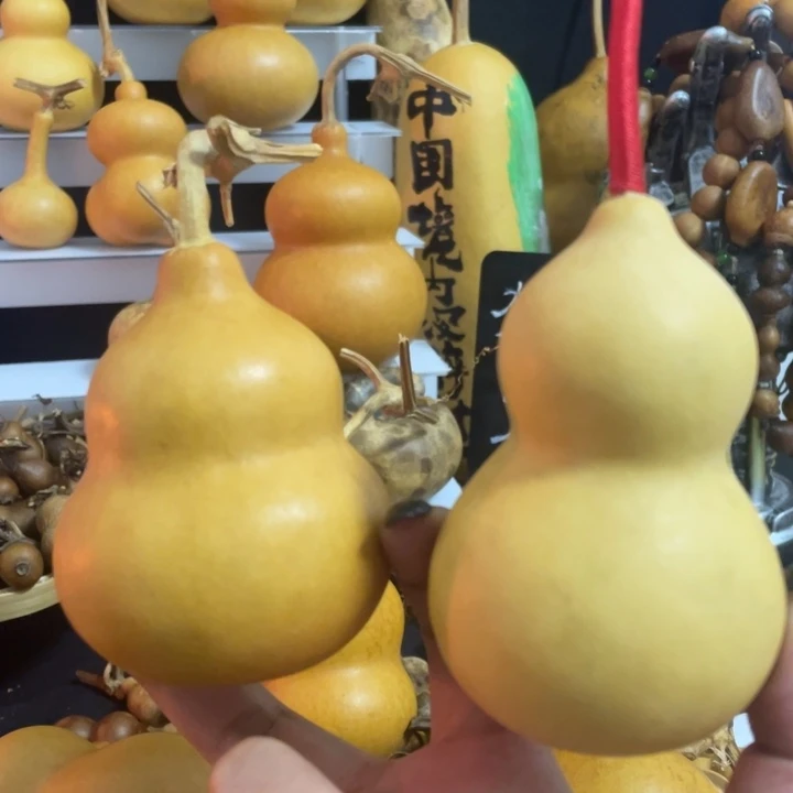 黑***龙胖乎乎圆滚滚的胖墩墩