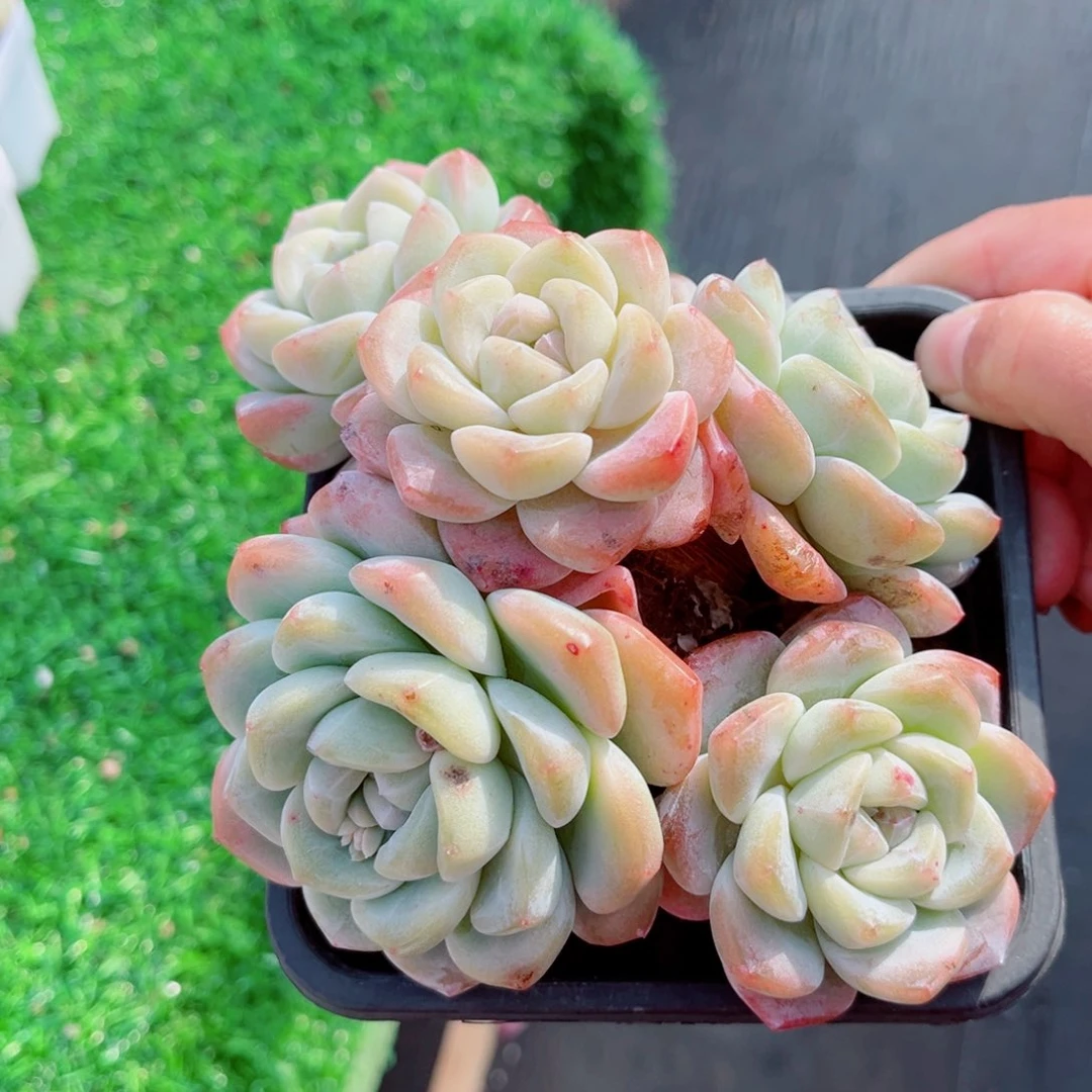 皮*宝风靡园艺老桩冰玉群