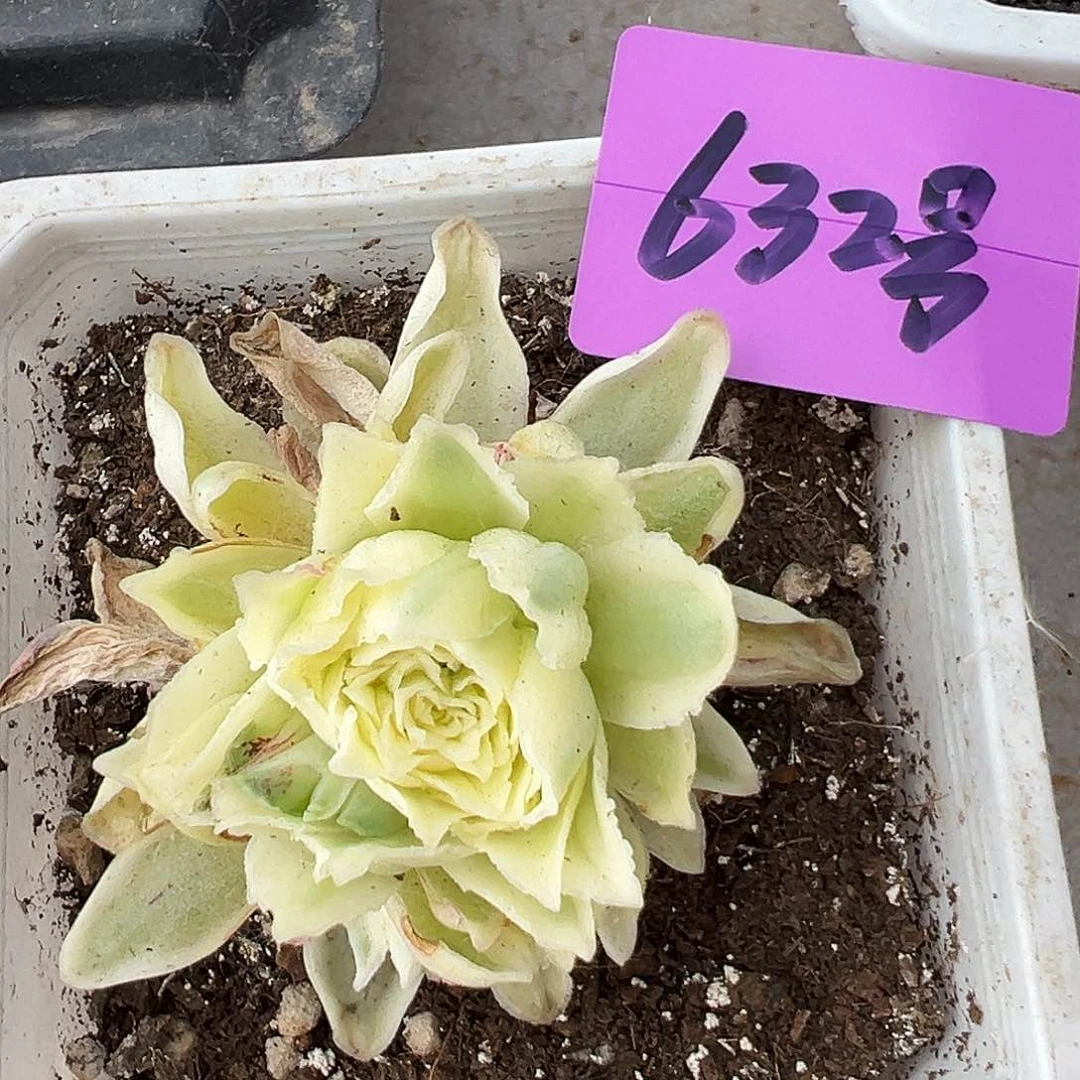 山地玫瑰锦秋夕6月6日632号