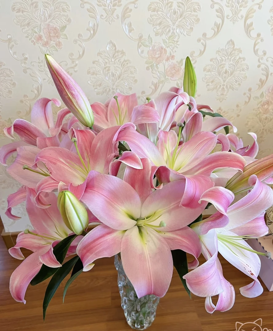 元舞曲鲜花（星光）粉色香水百合花束家用百合花东北辽宁直发新鲜