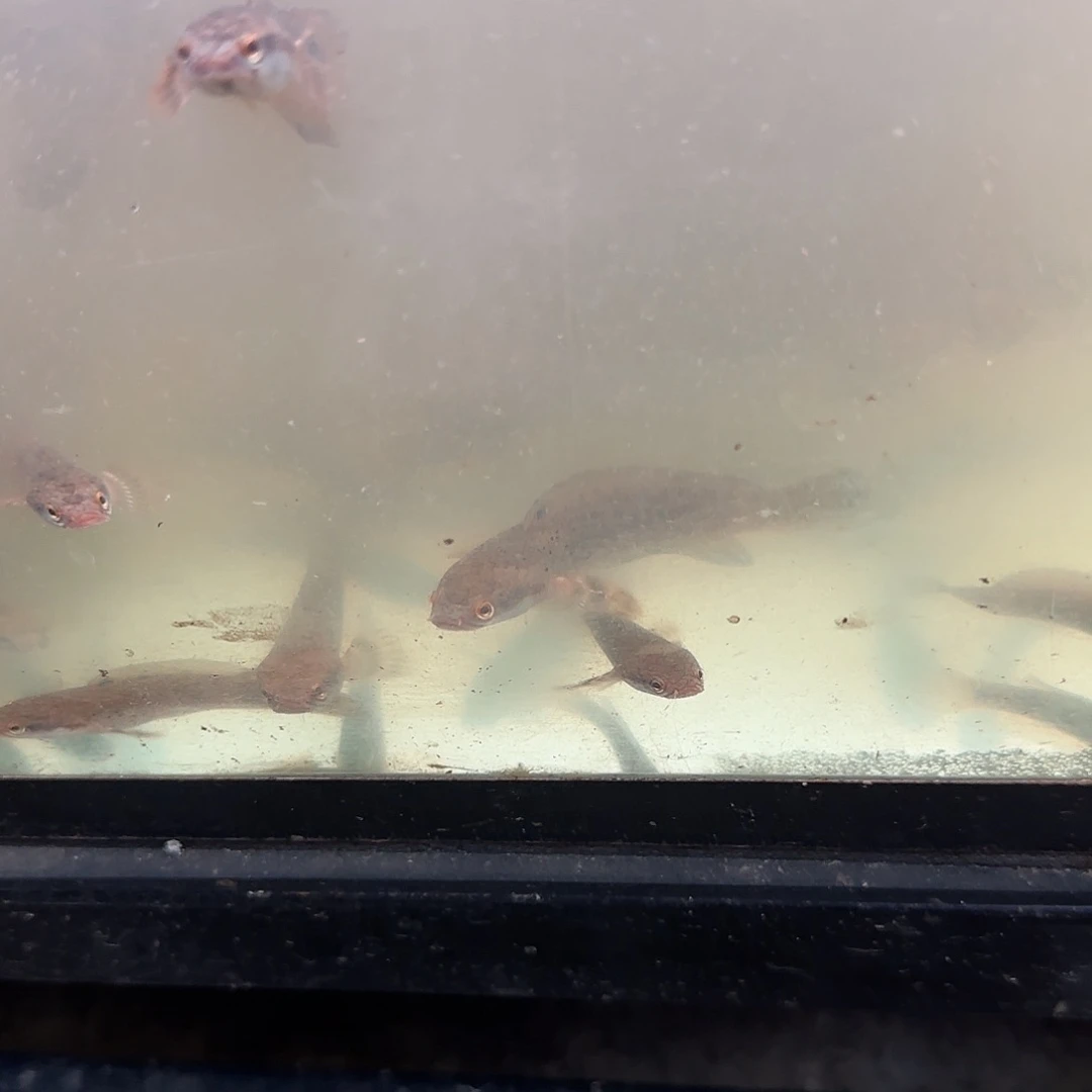 雷龙幻红111111111