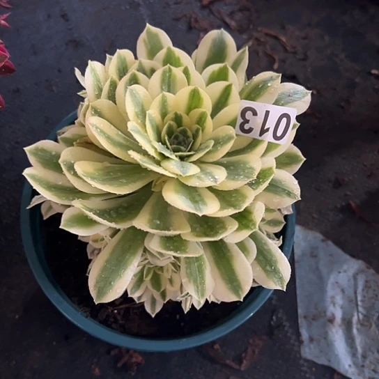 华*多肉植物一个