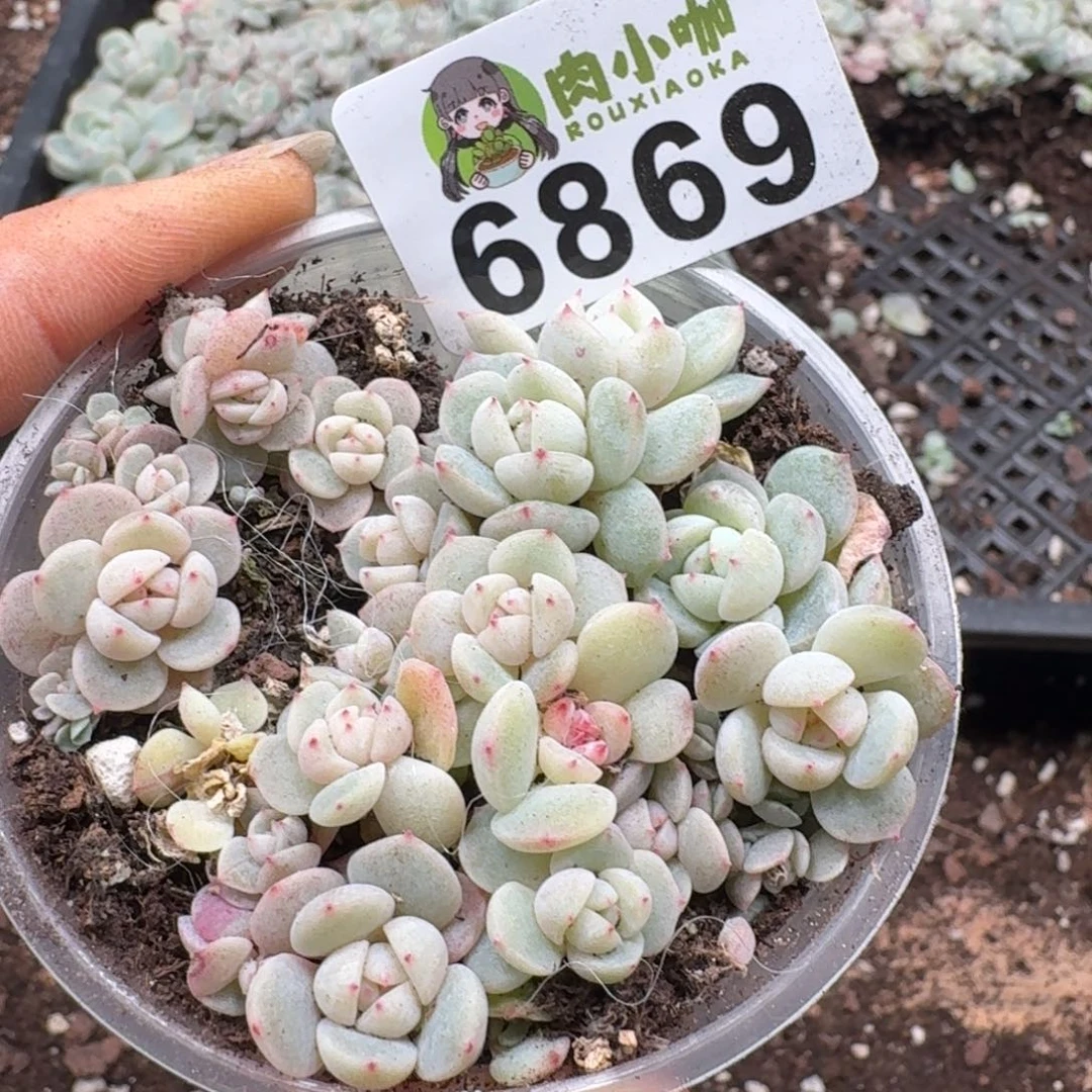 泡***x多肉植物多肉植物