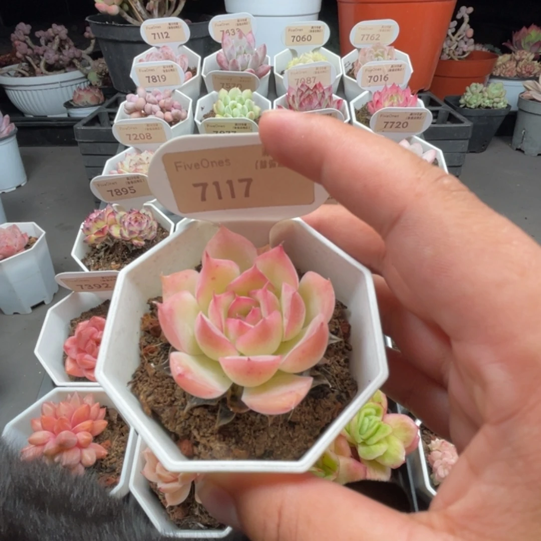 7117侧影 4.0厘米