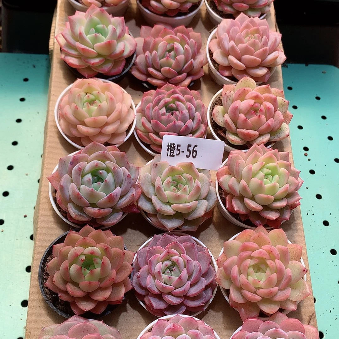 5-56一物一拍带盆18颗