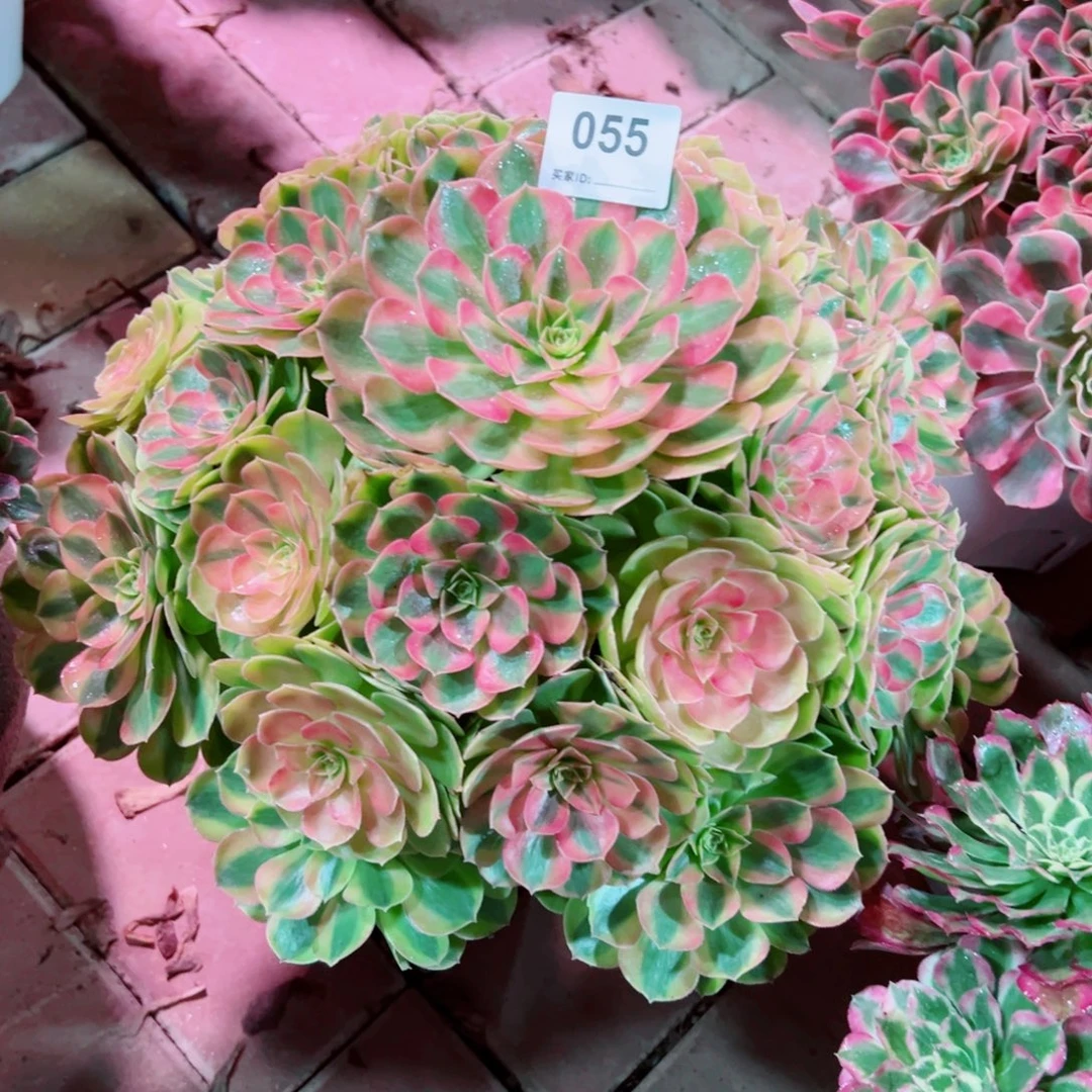 青***青55雨荷轮回法师多肉植物