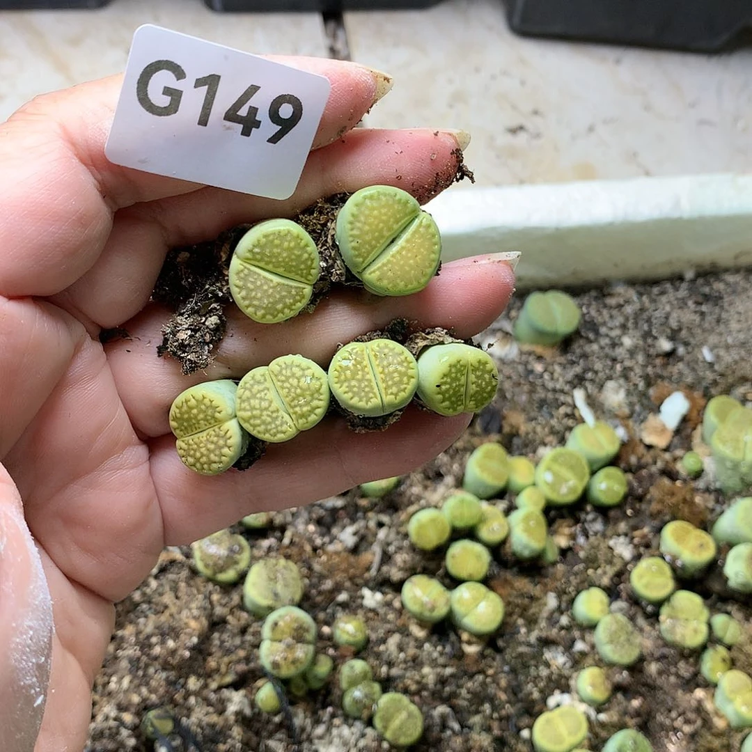 幺*零G149多肉植物保护研究所