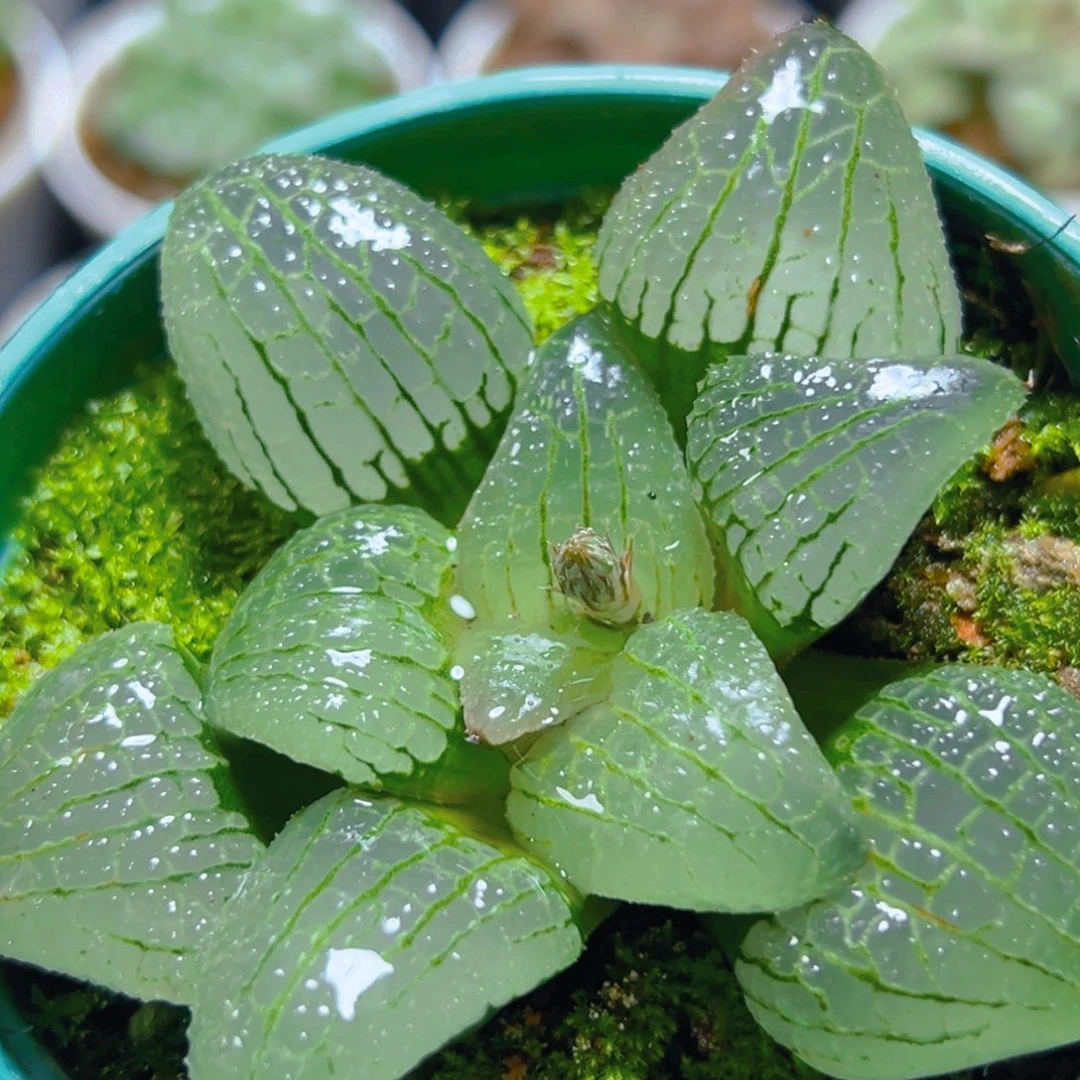 天空之境玉露多肉多肉