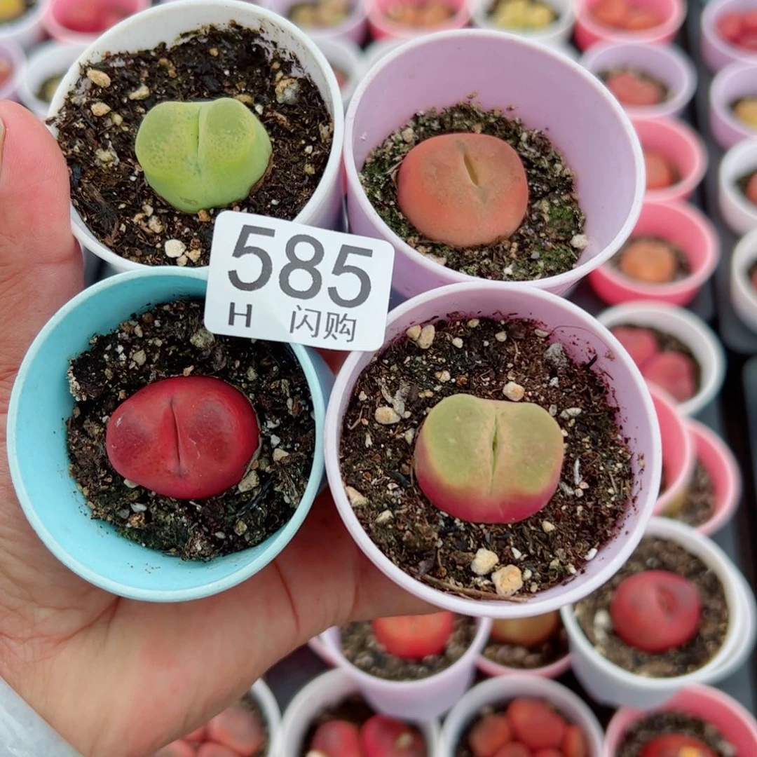 无花朵暖*哒我很喜欢这个H585