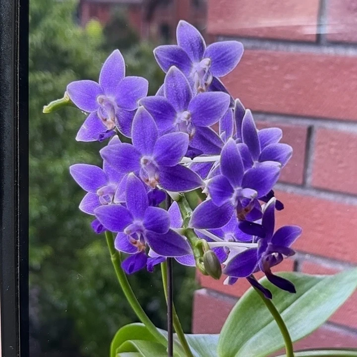 当前无花栽培后可以开花EQ狗