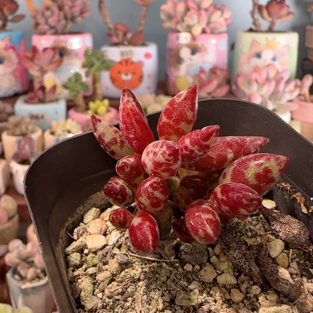 小***三造型梅花鹿 盆口3.5cm