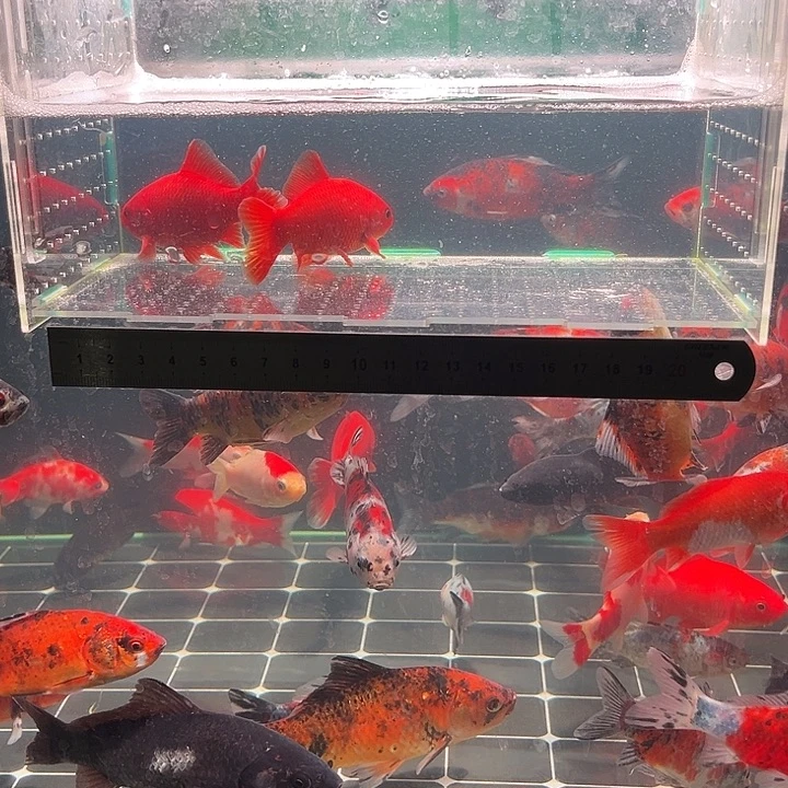 金鱼包邮12345678