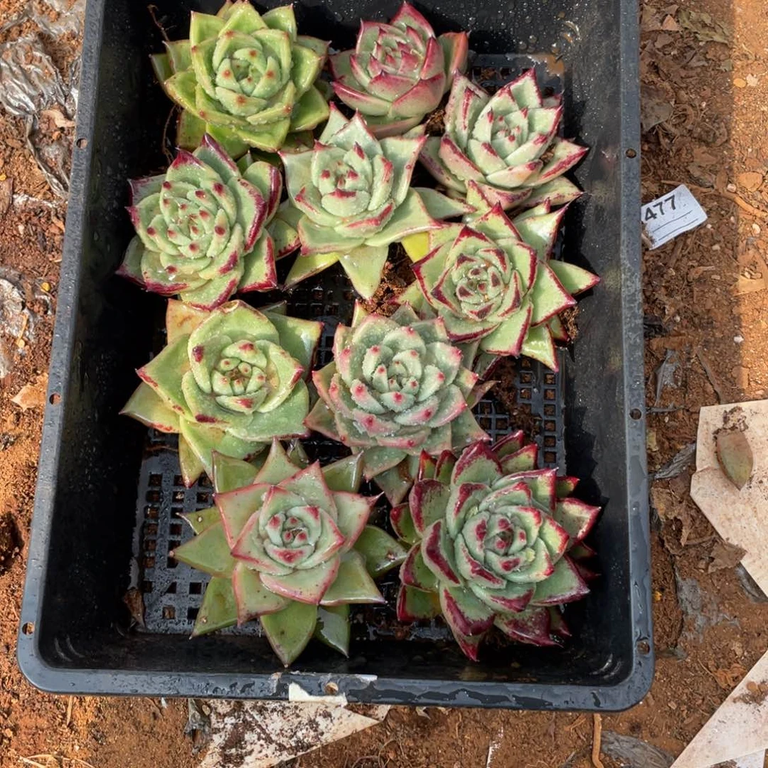 无花朵若如东云单拍B427