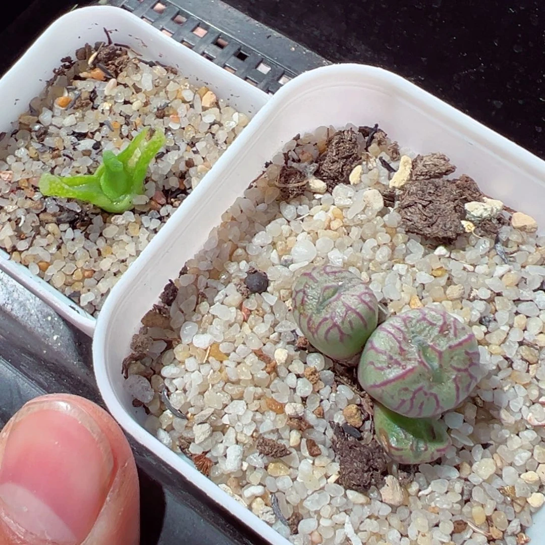 林*琦113-257.我的小猪