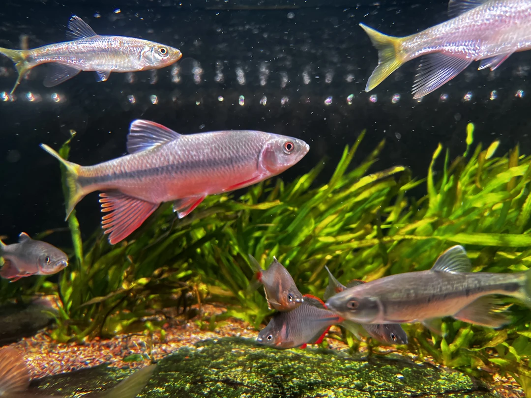 原生福建异鱲淡水观赏鱼耐低温不加温冷水溪流群游鱼