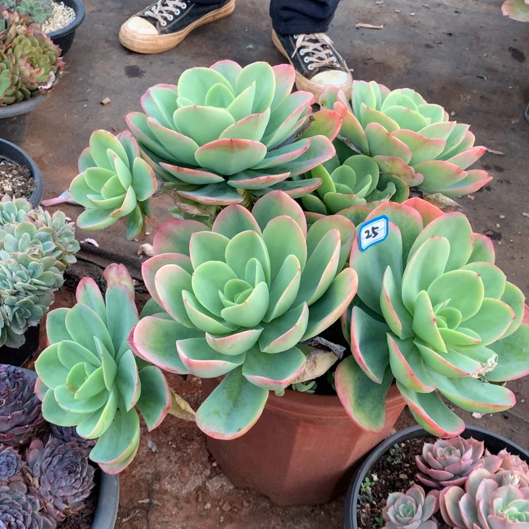 25骑兵一物一拍多肉