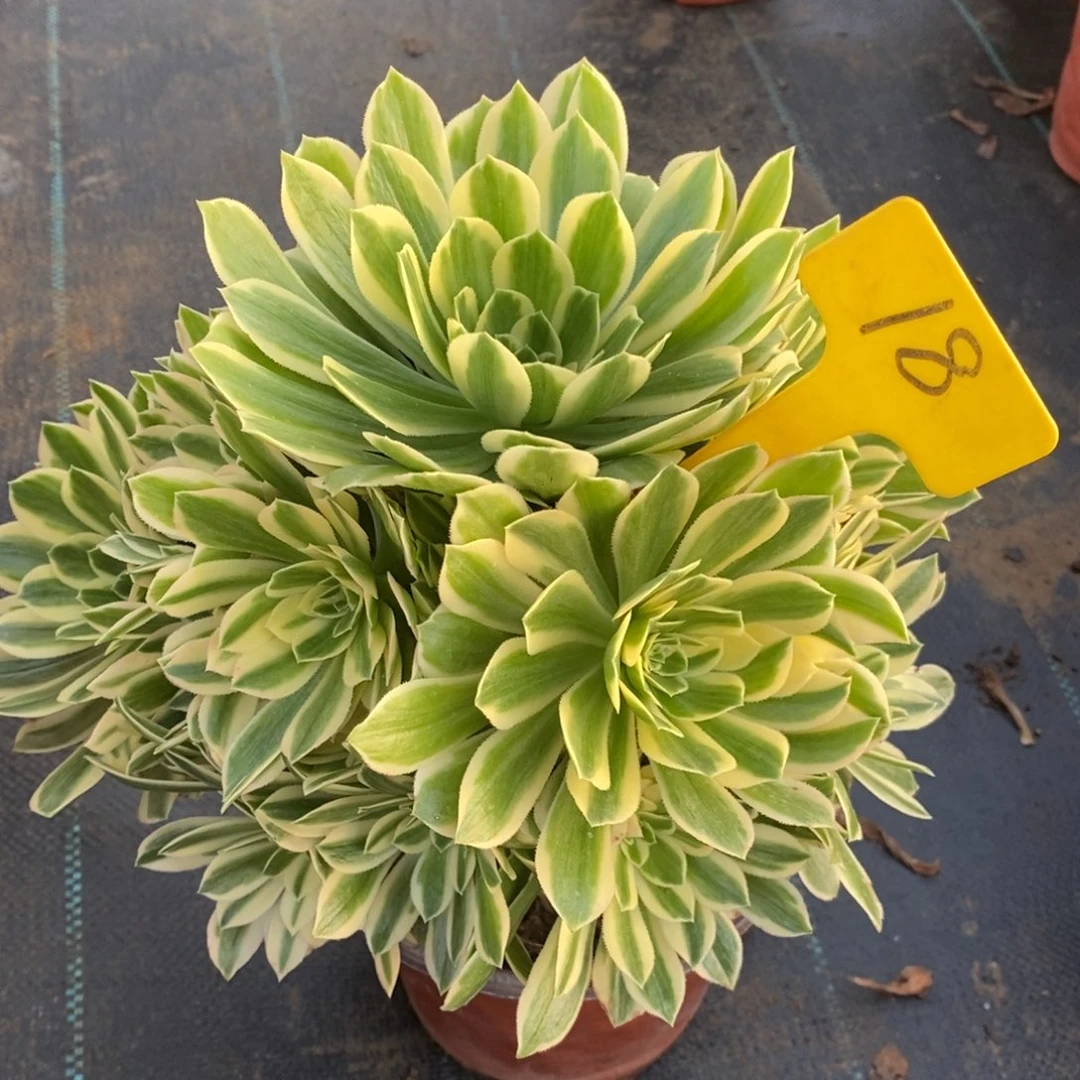 18燕琳一物一拍照片