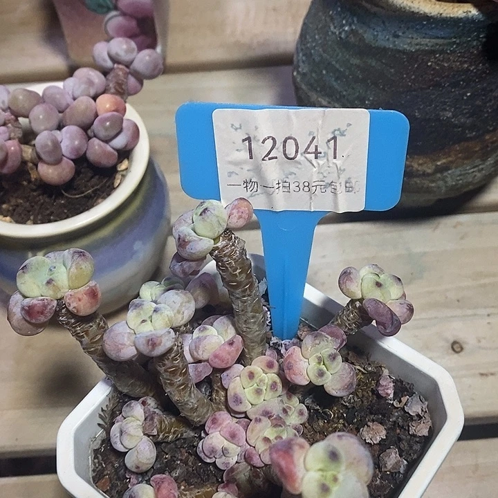 胭脂精品多肉罗琦