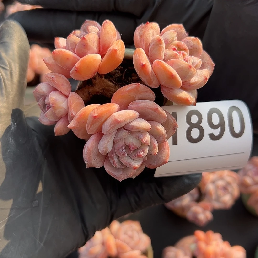 (***M1890，四头星影带盆发的