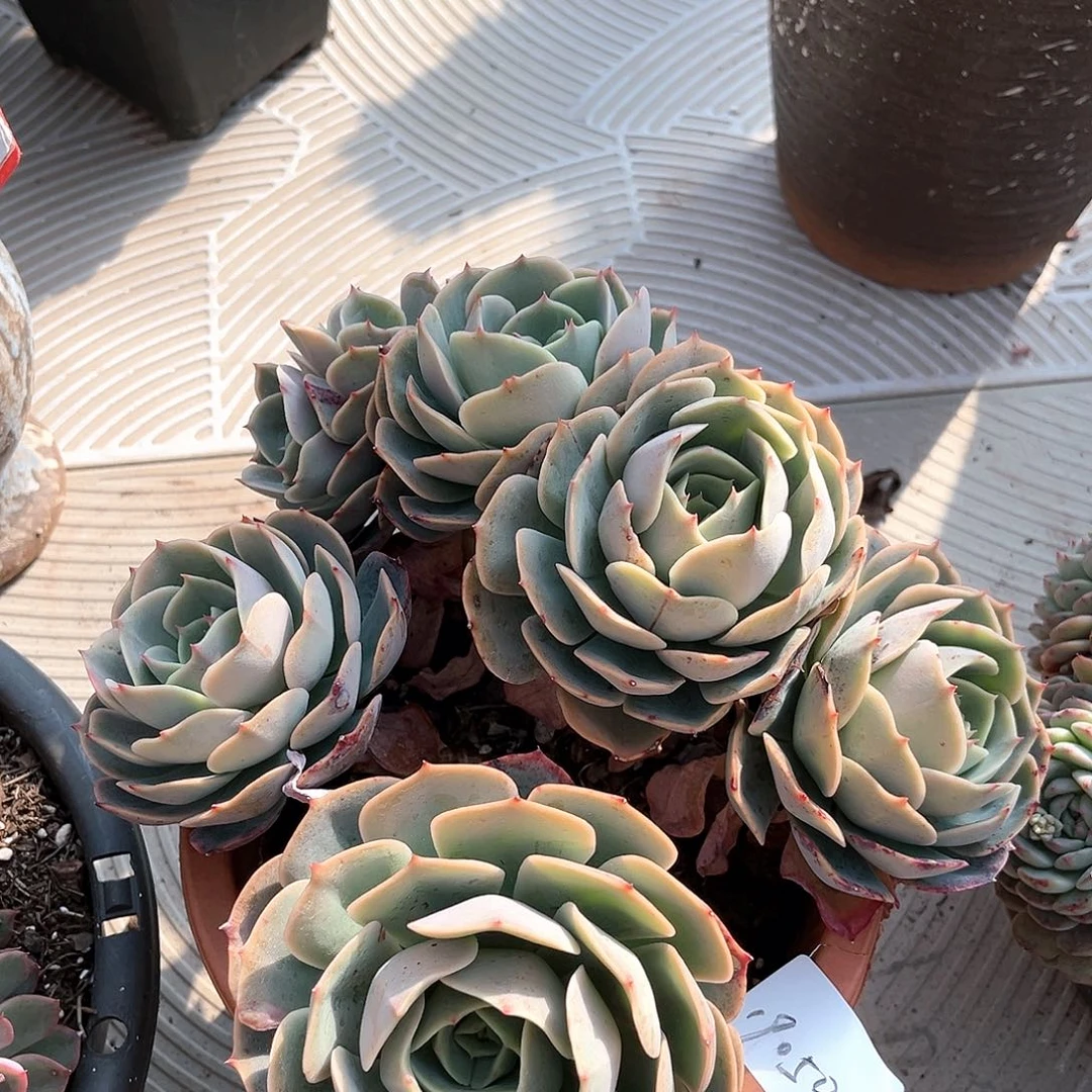 白雪公主群19050