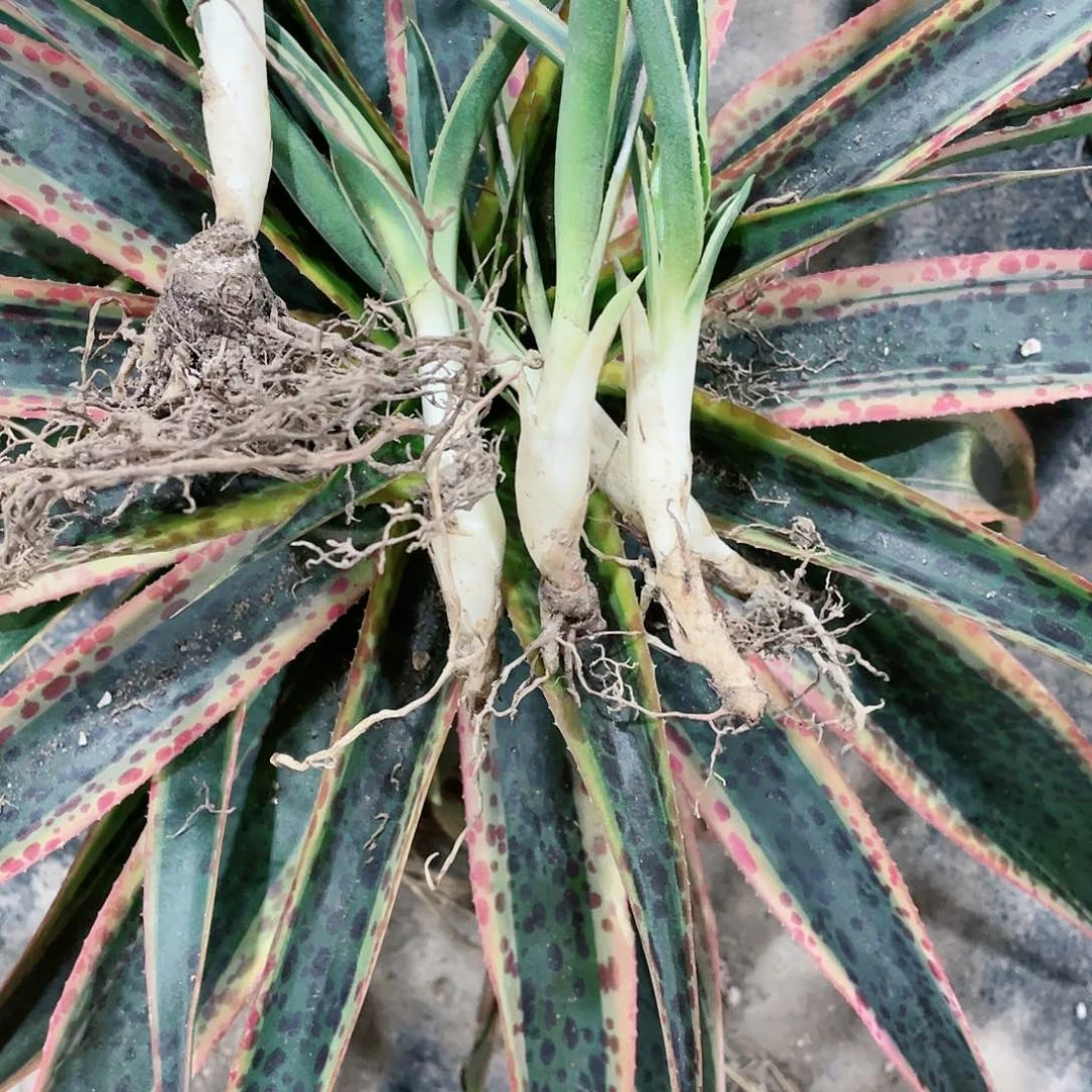 万花筒小苗龙舌兰包邮