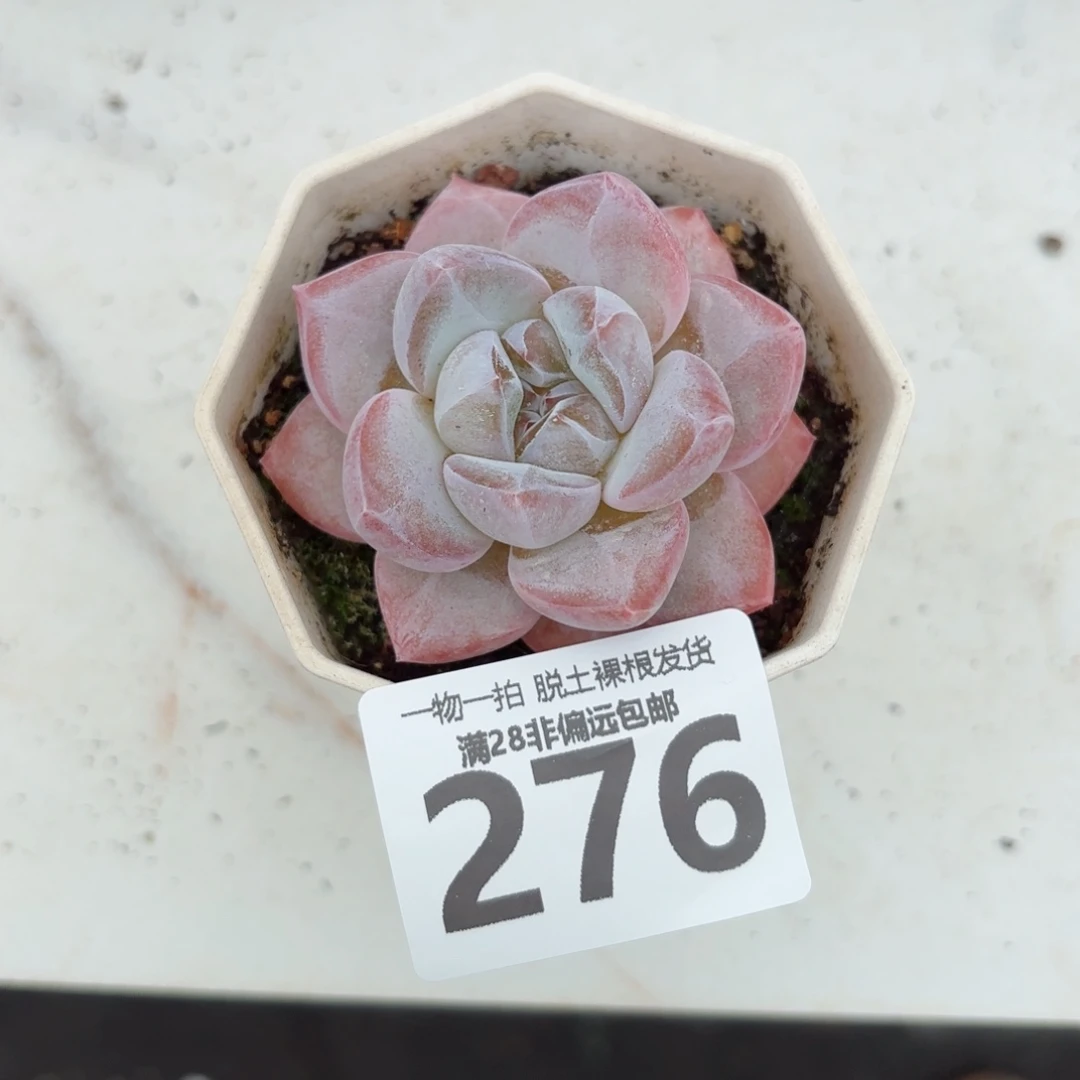 奶芙单头无盆土发货