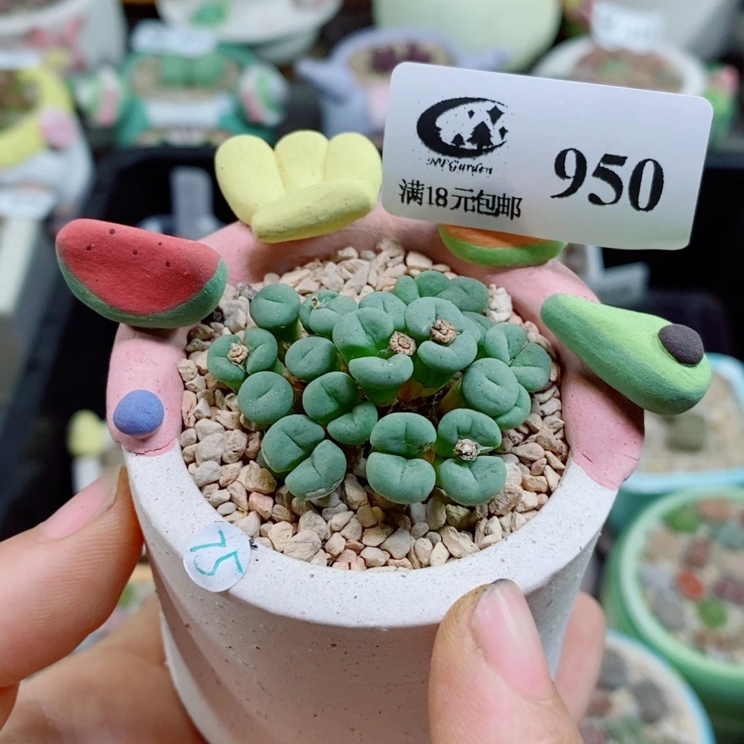 生石花花花花花花花花950