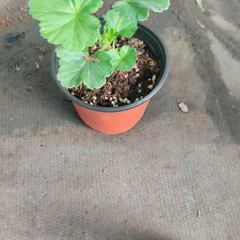 贵妃醉酒啦啦啦啦啦啦啦