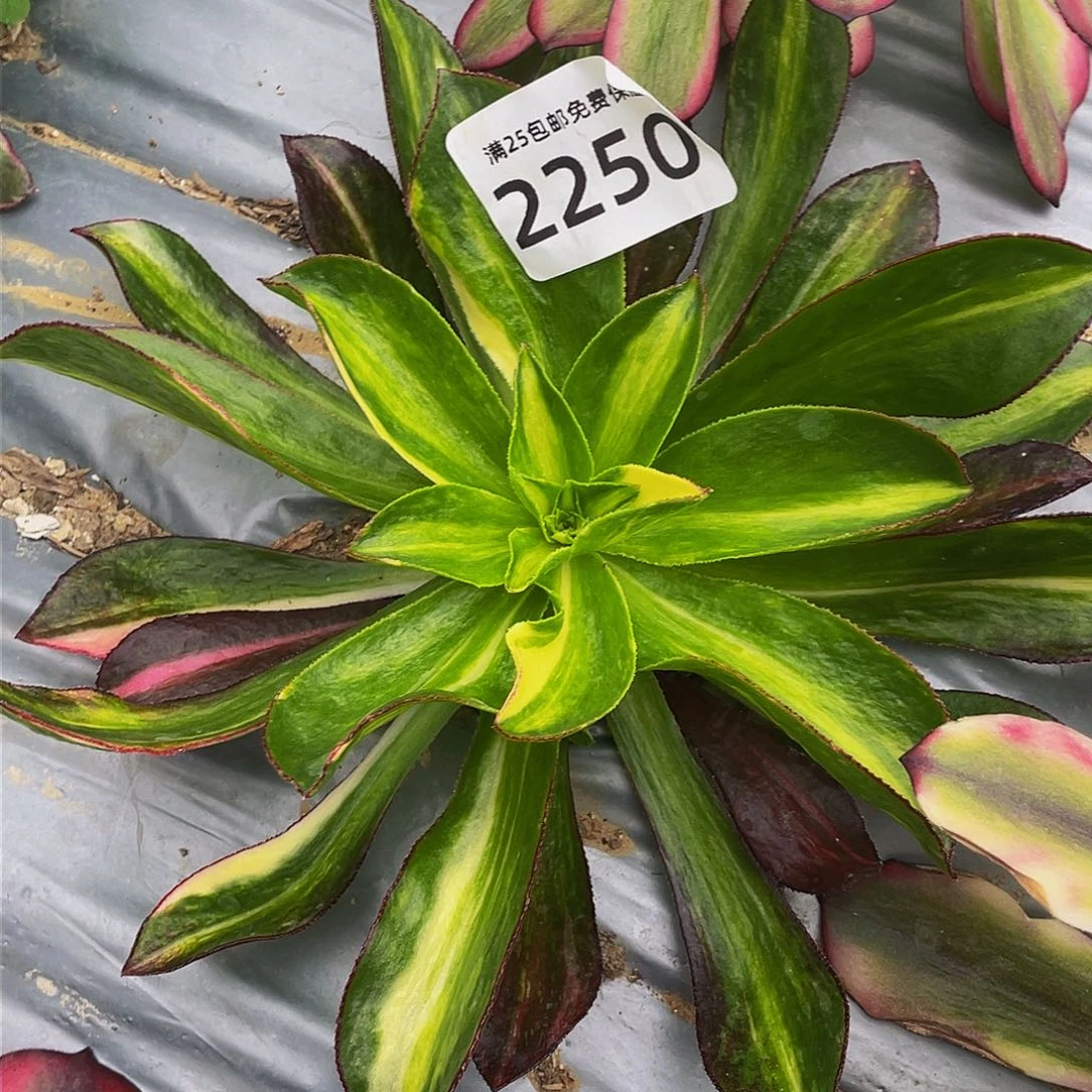 2250魅影中班七彩多肉植物